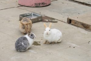 うさぎの室内で放し飼いはいつから 寿命は伸びるの Creatures